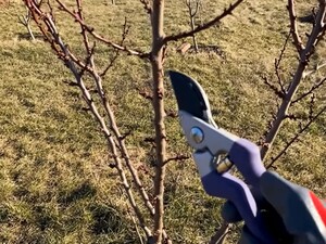 После такой обрезки абрикос будет усыпан плодами. Просто устраните конкурентов и укоротите лидера