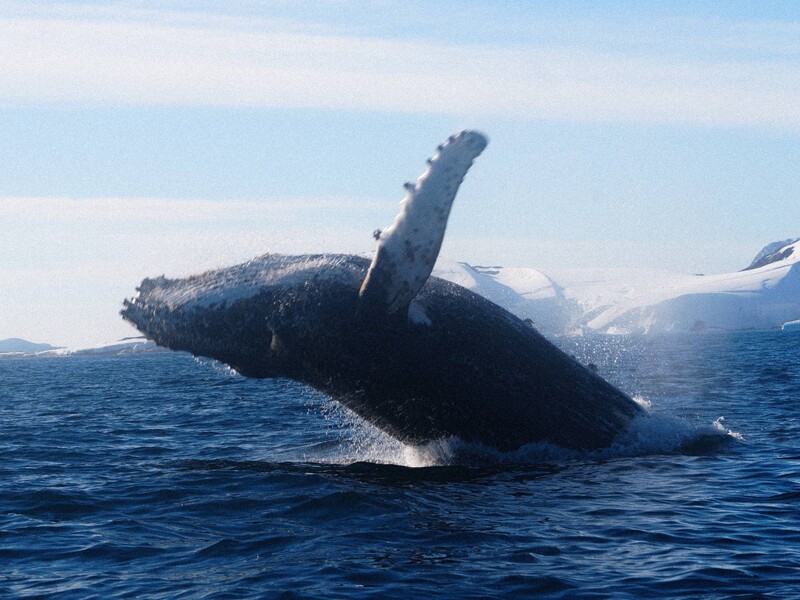 Горбатый кит устроил "прощальное шоу" украинским полярникам. Фото