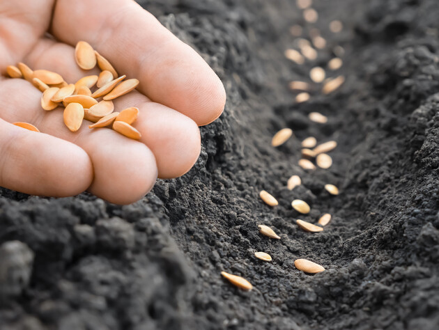 Положите в это место и ждите. Как определить, годны ли просроченные семена