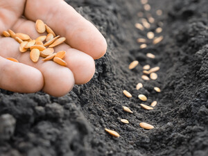 Положите в это место и ждите. Как определить, годны ли просроченные семена