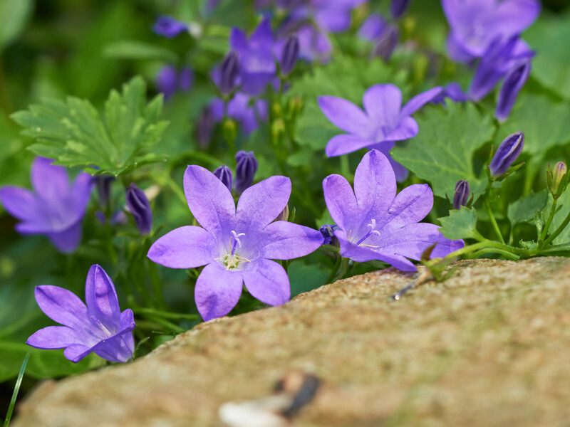 Посадіть цю квітучу рослину – і кроти, польові миші й рептилії зникнуть із ділянки