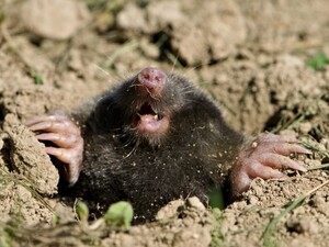 Посадите это цветущее растение – и кроты, полевки и рептилии исчезнут с участка