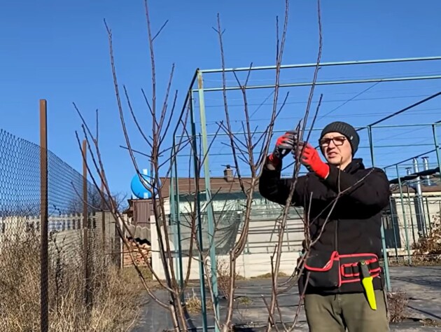 Обрежьте эти ветки – и слив будет немеряно. Как с помощью одного секатора увеличить урожай