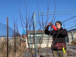 Обрежьте эти ветки – и слив будет немерено. Как с помощью одного секатора увеличить урожай