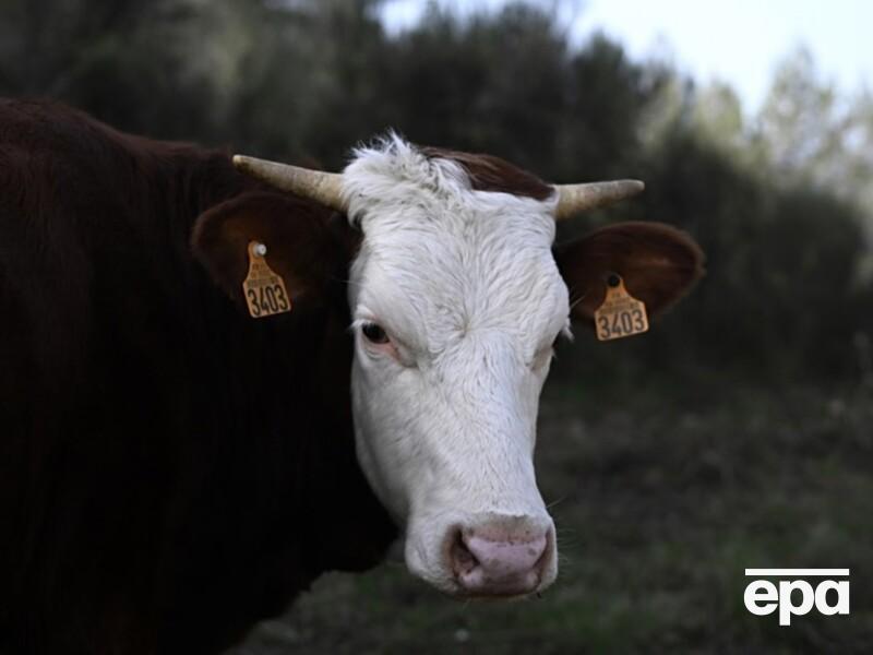 В России власти без объяснений проводят массовый забой скота. СМИ предположили, что дело – в опасной инфекции