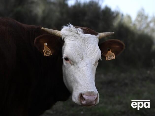 В России власти без объяснений проводят массовый забой скота. СМИ предположили, что дело – в опасной инфекции