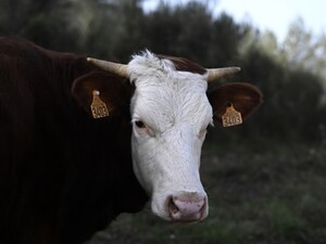У Росії влада без пояснень проводить масовий забій худоби. ЗМІ припустили, що справа – у небезпечній інфекції