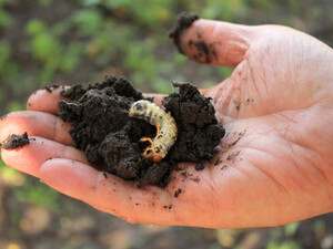 Полейте этими настоями грядки – и личинки майских жуков исчезнут. Три варианта натуральных средств