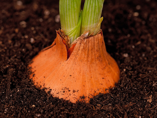 Разбросайте это по огороду – и вырастет сочный лук огромного размера без всякой химии