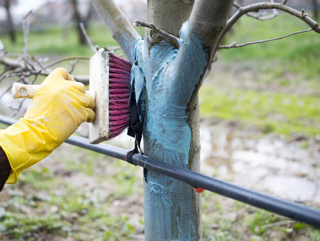 Обробіть цим яблуні навесні. Крок, який пропускати не можна