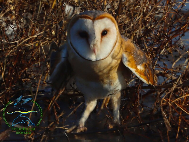 В Одеській області випустили на волю рідкісну червонокнижну сову. Фото