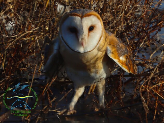 В Одеській області випустили на волю рідкісну червонокнижну сову. Фото
