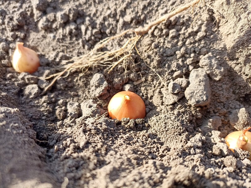 Лук не пойдет в стрелки, если опустить его всего на минуту в этот раствор