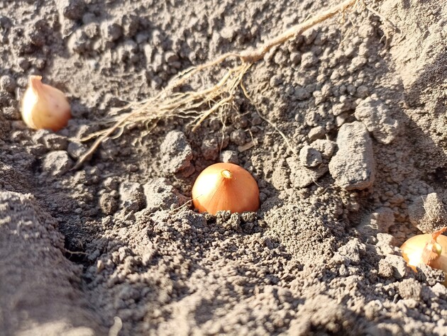Лук не пойдет в стрелки, если опустить его всего на минуту в этот раствор