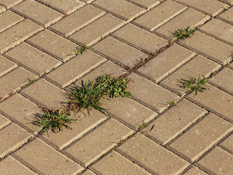 Посыпьте этим тротуарную плитку – и сорняки исчезнут до конца сезона. Простой метод без химии