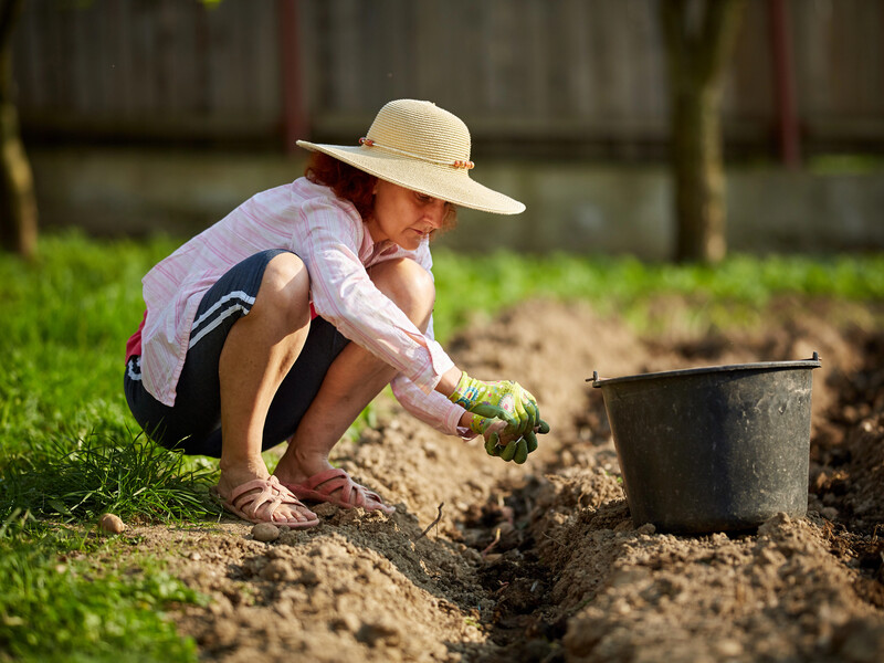 Названо строки саджання картоплі. Поради від українського експерта