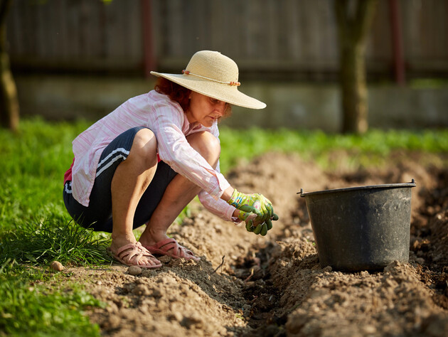 Названі терміни посадки картоплі. Поради від українського експерта