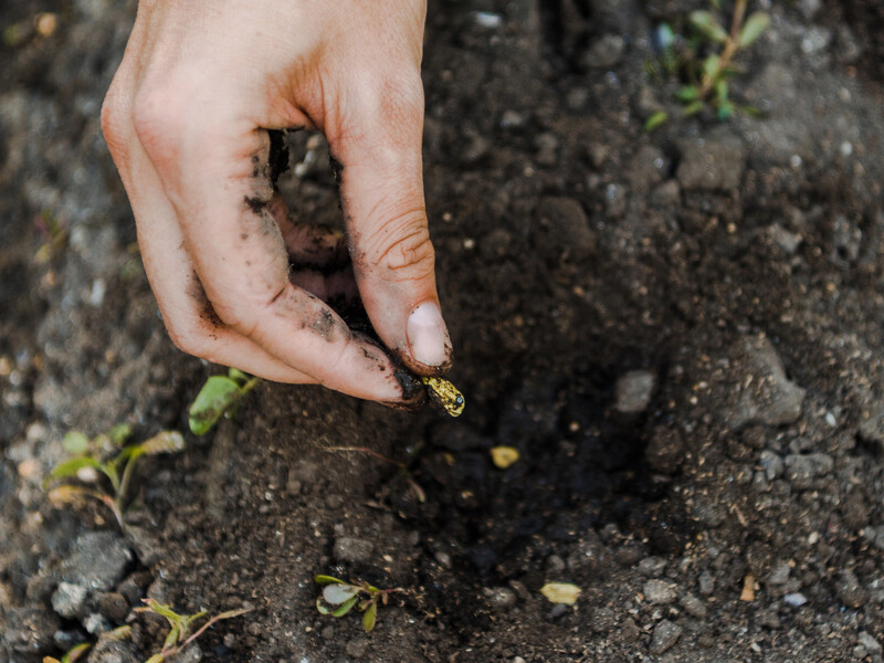 Ці два методи допоможуть визначити, чи проросте насіння. Усе просто й без зайвих витрат