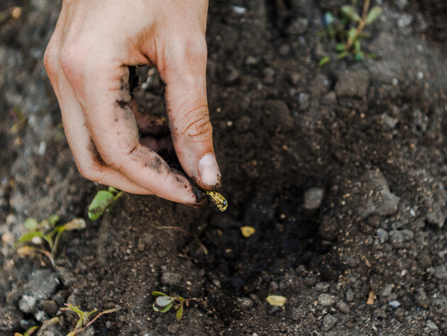 Ці два методи допоможуть визначити, чи проросте насіння. Все просто і без зайвих витрат