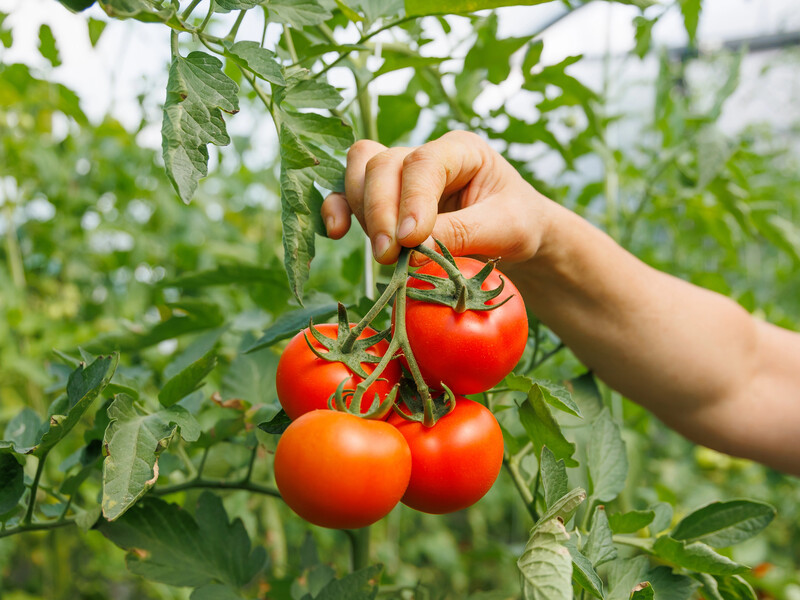 Соберете 6 кг с каждого куста. Назван самый урожайный ранний сорт томатов 