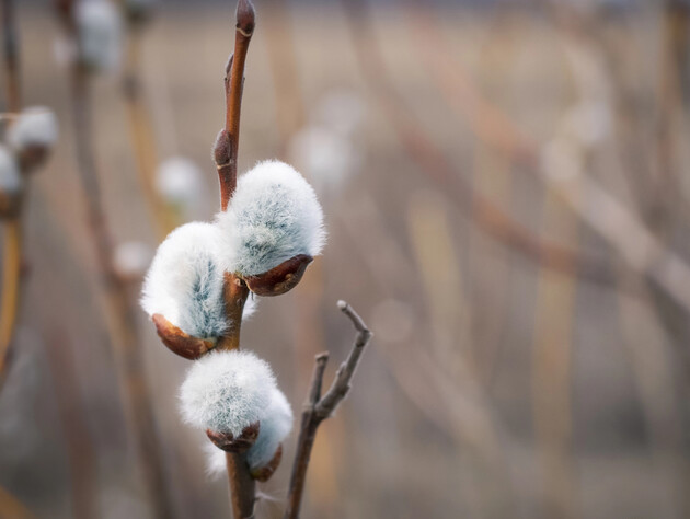 Тайна Благовещения. Почему его празднуют строго 25 марта и что сегодня нужно сделать обязательно