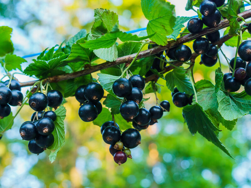 Смородина буде завбільшки з вишню. Внесіть ці два добрива в березні 