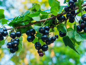 Смородина будет размером с вишню. Внесите эти два удобрения в марте