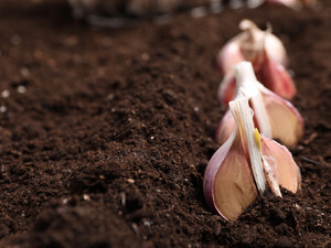 Без этой подкормки не стоит ждать щедрый урожай чеснока. Названо простое удобрение