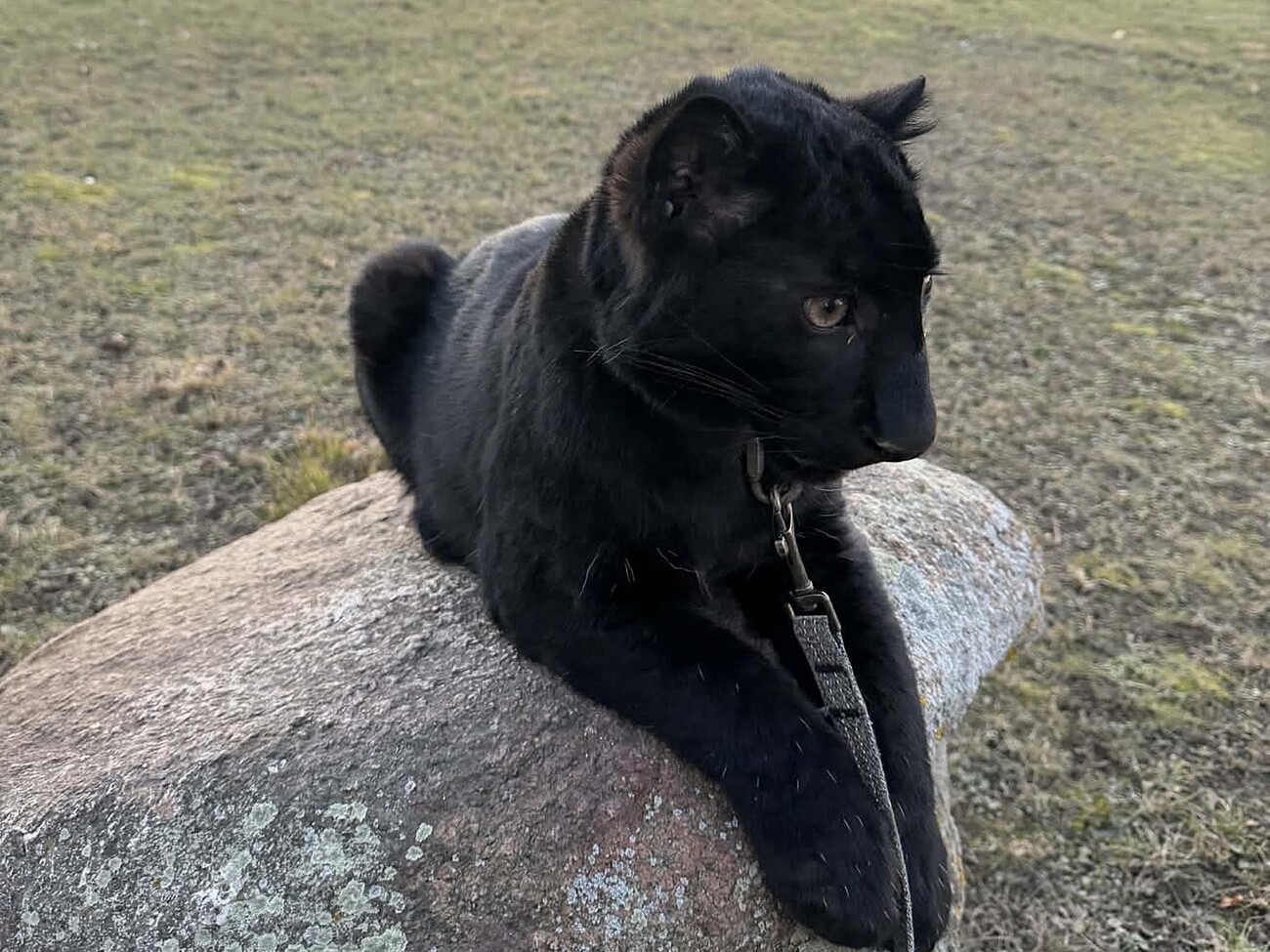 Под Киевом скоро можно будет увидеть редкого детеныша дальневосточного леопарда. Чем он необычен