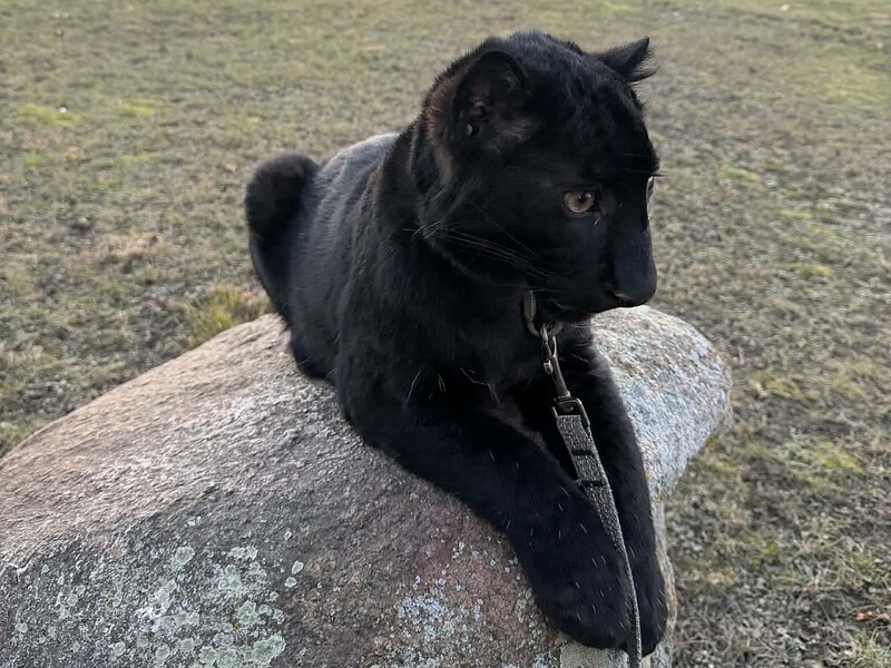 Під Києвом незабаром можна буде побачити рідкісне дитинча далекосхідного леопарда. Чим воно незвичайне