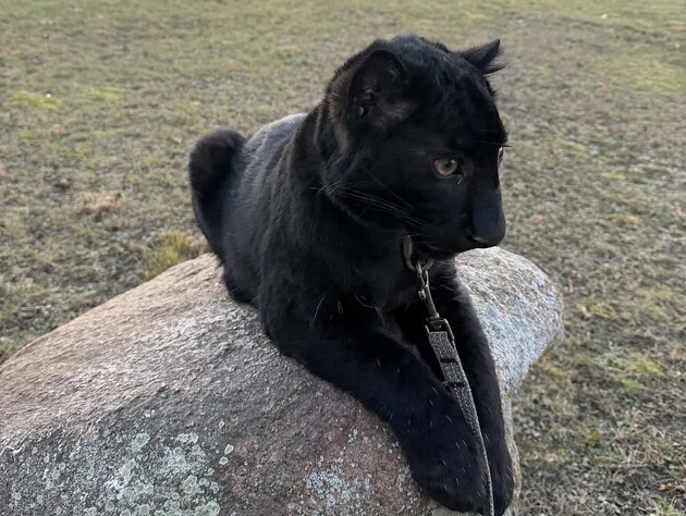 Под Киевом скоро можно будет увидеть редкого детеныша дальневосточного леопарда. Чем он необычен