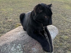 Под Киевом скоро можно будет увидеть редкого детеныша дальневосточного леопарда. Чем он необычен