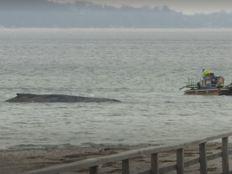 У Німеччині три дні рятують великого кита, який викинувся на берег Балтійського моря