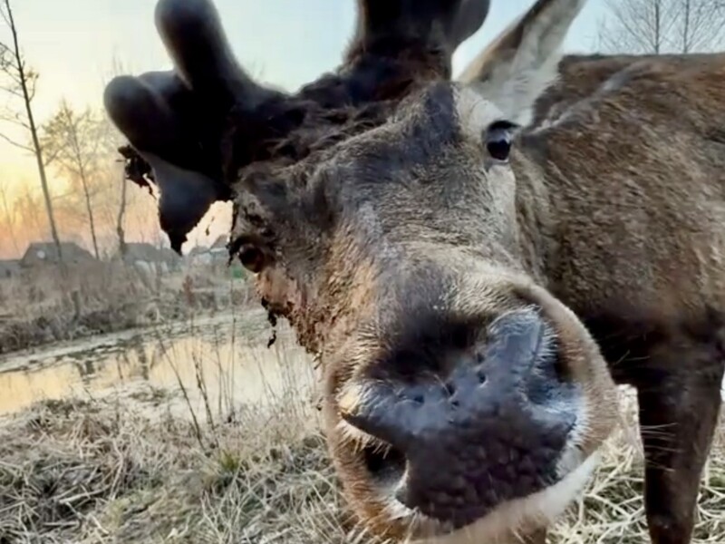 Зірку TikTok оленя Бориса збив автомобіль. У якому стані тварина і що відомо про інцидент