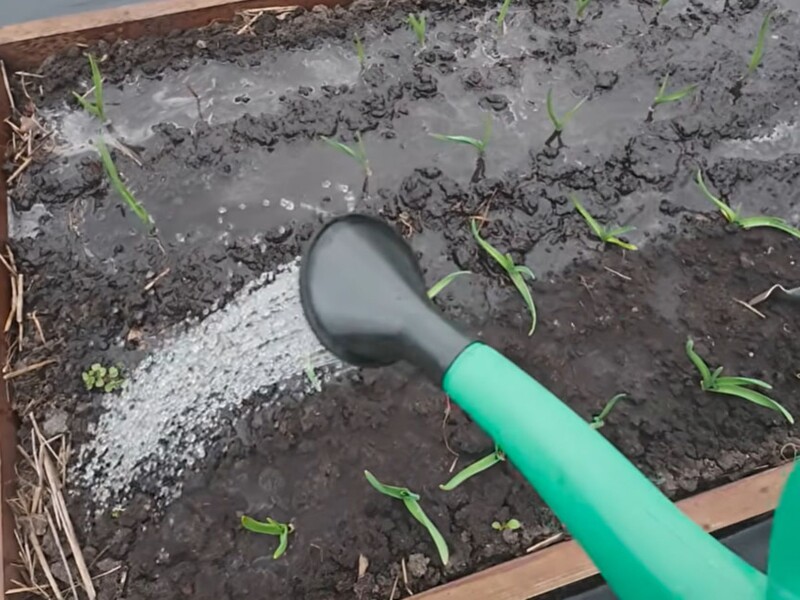 Полийте цим часник уже зараз – і головки виростуть розміром із кулак. Рецепт підживлення