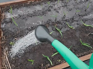 Полейте этим чеснок уже сейчас – и головки вырастут размером с кулак. Рецепт подкормки
