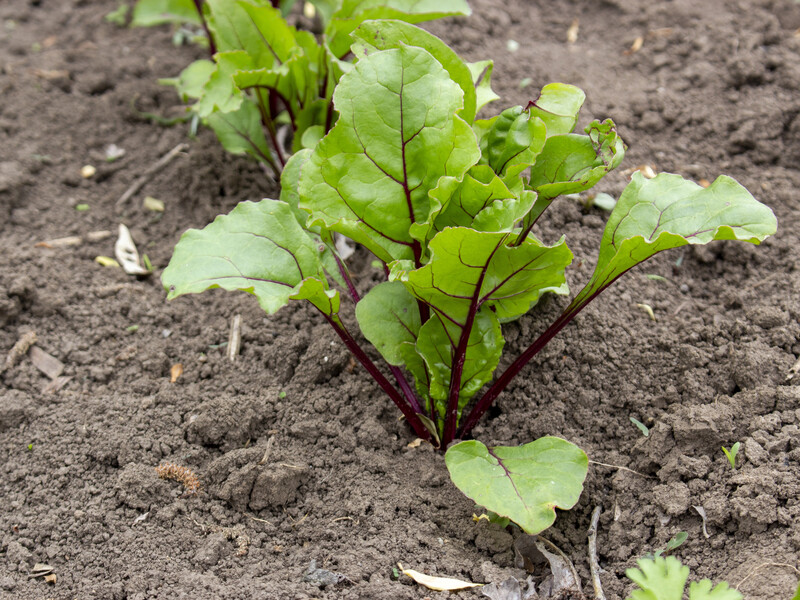 Зробіть це з насінням буряка перед висіванням. Коренеплоди будуть рости рівними й смачними
