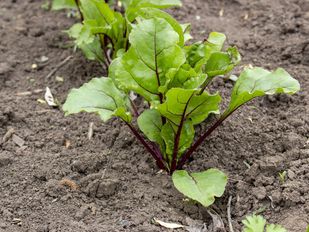 Зробіть це з насінням буряка перед сіянням. Коренеплоди будуть рости рівними й смачними