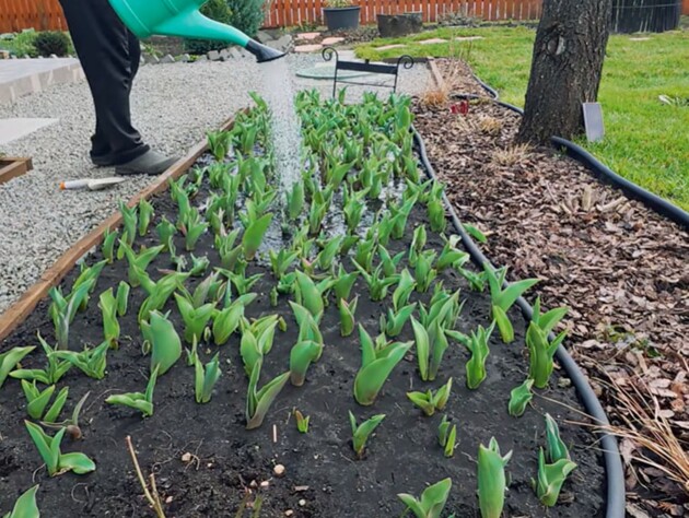 Всего одна подкормка в марте – и тюльпаны долго будут радовать ярким цветением