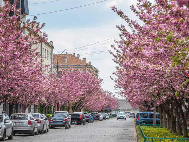 Когда в Мукачево в 2026 году зацветут сакуры. Названы точные даты и лучшие локации