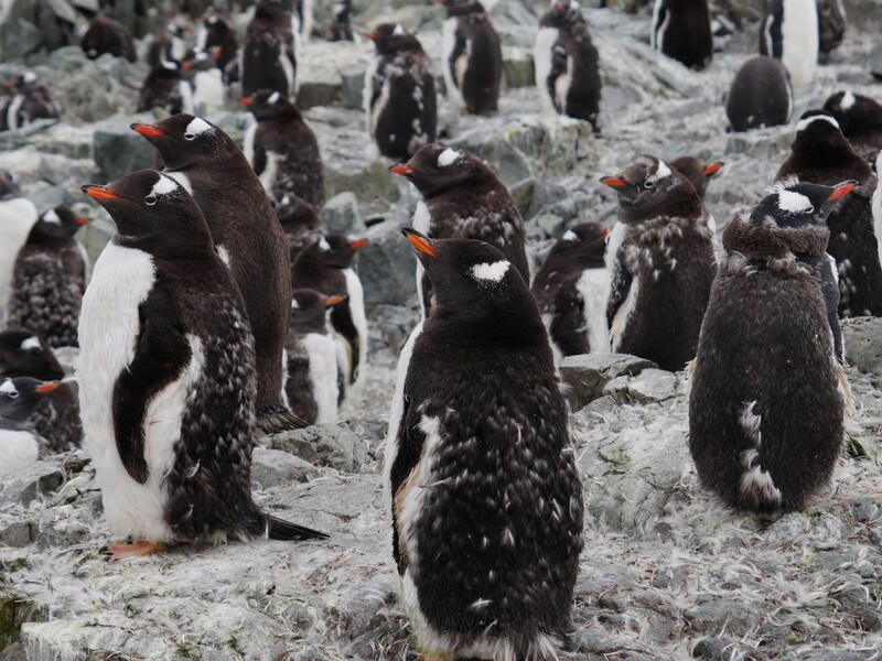 Пінгвіни "атакували" українську полярницю. Науковиця пояснила, чому це сталося. Відео