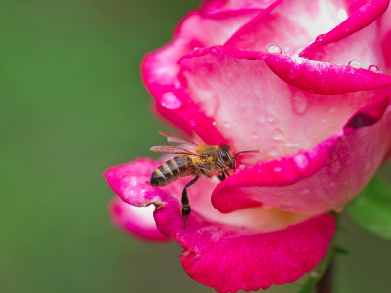 Дощі, мокрий сніг, але з відчутним "плюсом". Якою буде погода в Україні на початку квітня