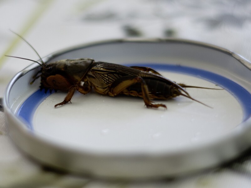 Ведмедка не матиме шансів зіпсувати урожай. П'ять методів боротьби зі шкідником