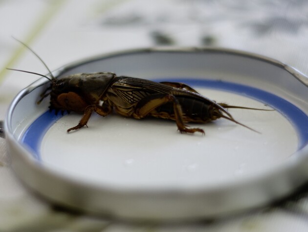 Ведмедка не матиме шансів зіпсувати урожай. П'ять методів боротьби зі шкідником