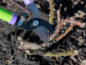 После этого розы пышно зацветут и не будут болеть. Цветовод с 15-летним опытом раскрыла секреты