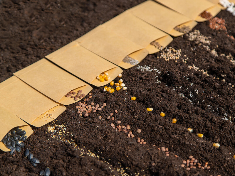 Посевной календарь на апрель. Что садить уже сейчас и когда ждать урожай – советы опытного фермера