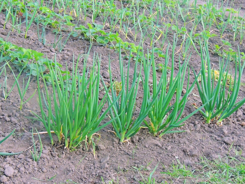 Лук не пойдет в стрелку, если будете следовать этим правилам