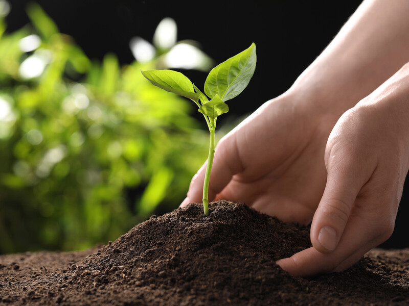 Названы лучшие даты для посева огородных культур. Посевной календарь на апрель