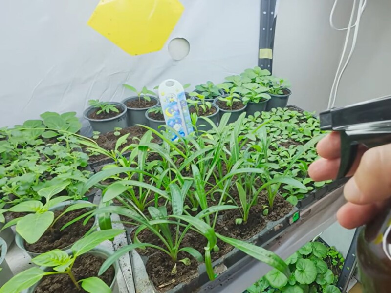 Добавьте в воду всего 10 капель этого препарата – и рассада окрепнет на глазах