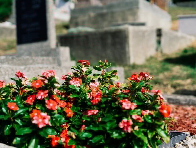 Какие цветы лучше посадить на кладбище. Названы разные варианты